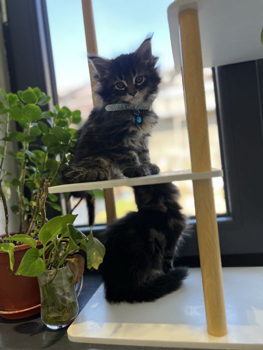 мейн кун sotiladi