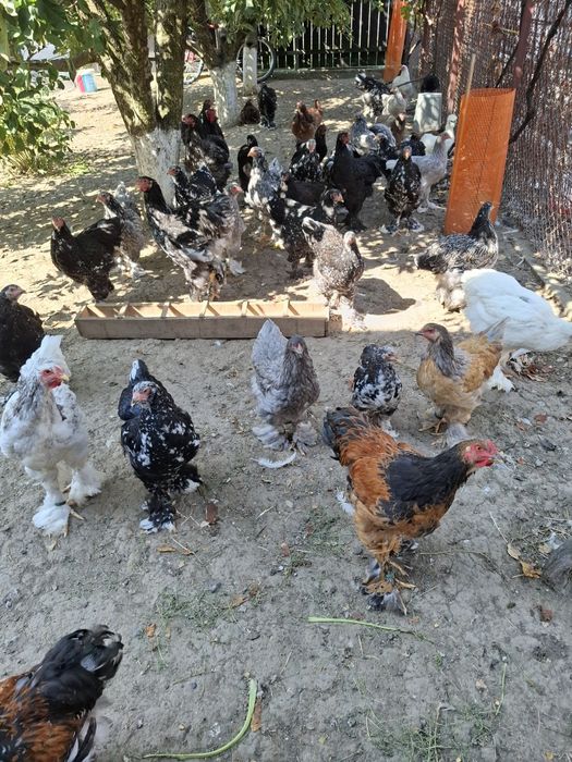 Vând cocoși și gaini brahma vaccinați  și deparazitați