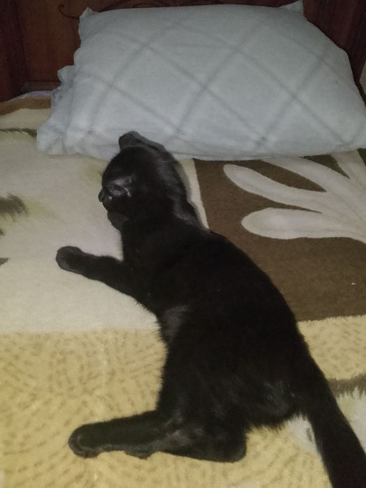 отдам котёнка в добрые руки