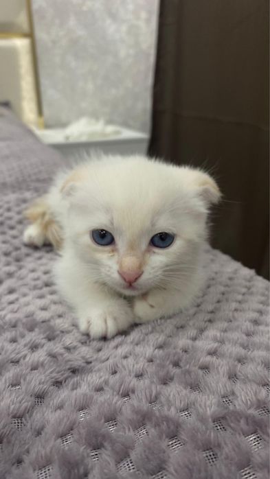 Продается вислоухая кошка 4 месяца