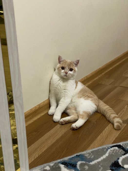Мушук кошка пишак