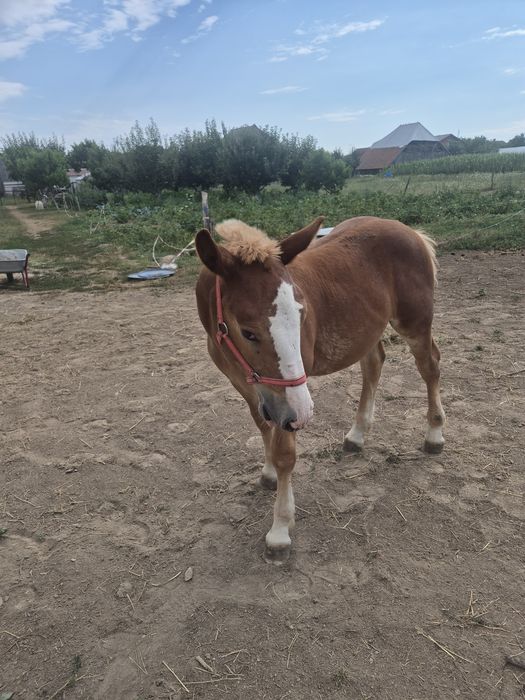 Vand iapa 4 ani gestanta și manz și o iapa Lipitana gestanta