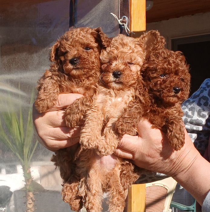 Той пудел момченца