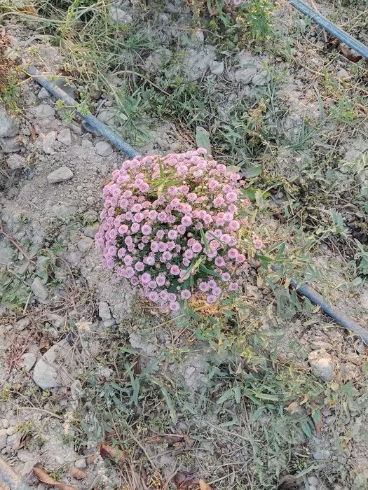 Xrizantema globus
