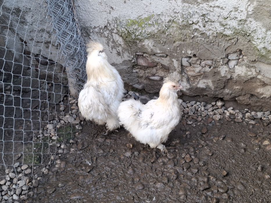 Gaini matase japoneza