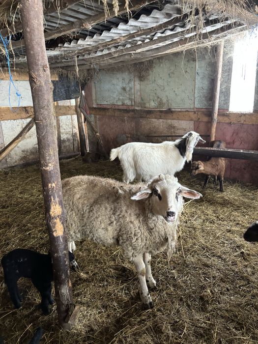 Vând 3 oi de un an cu miei lângă ele
