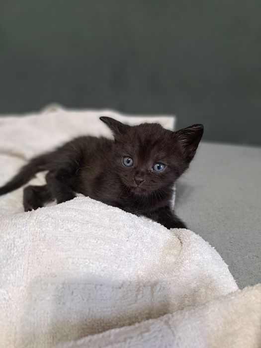 Животные котята .