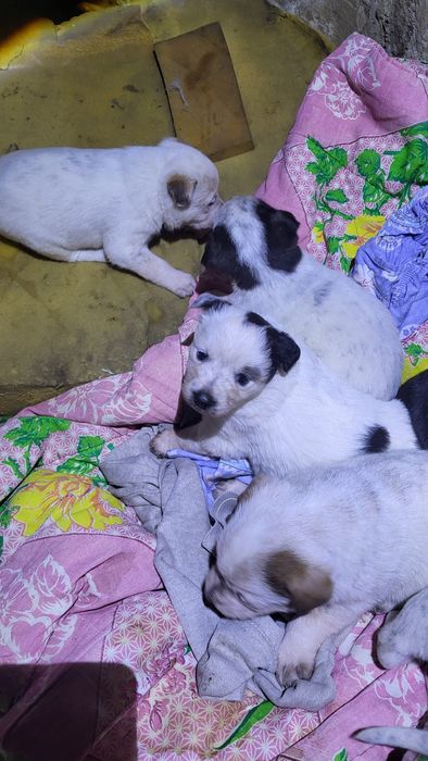 Мальчики и девочки медвежата дворянины