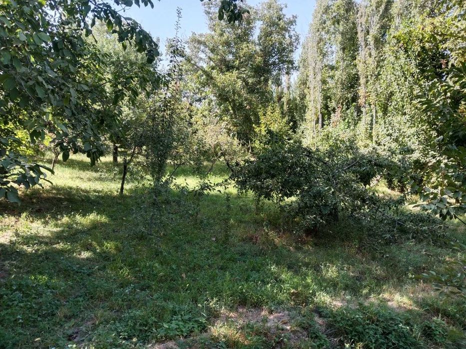 Yer sotiladi 5 sotix