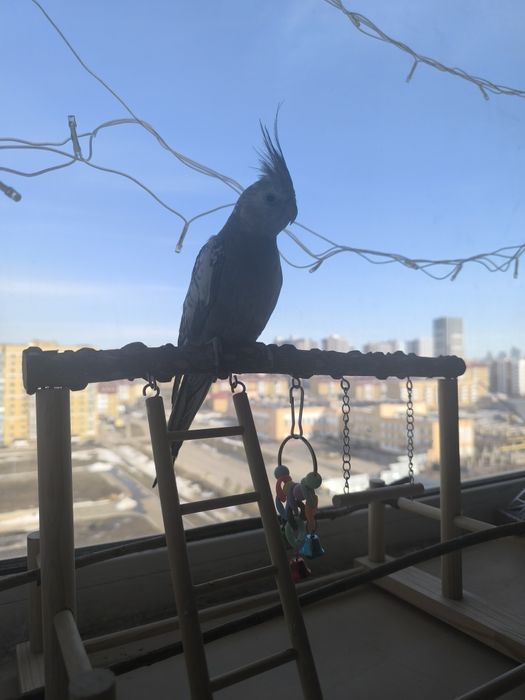 Попугай безщекий Корелла
