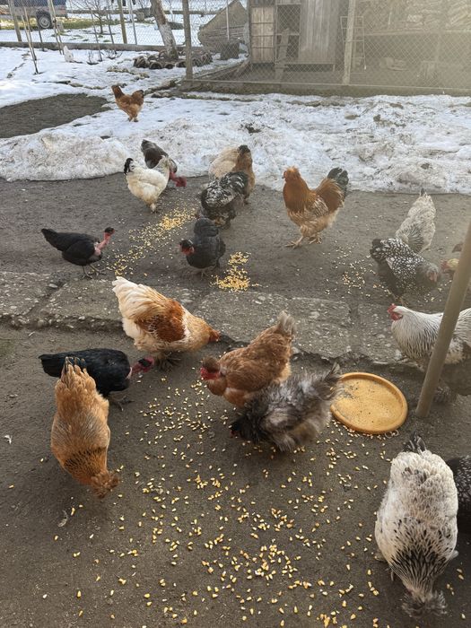 Oua incubat de la gainile din imagini