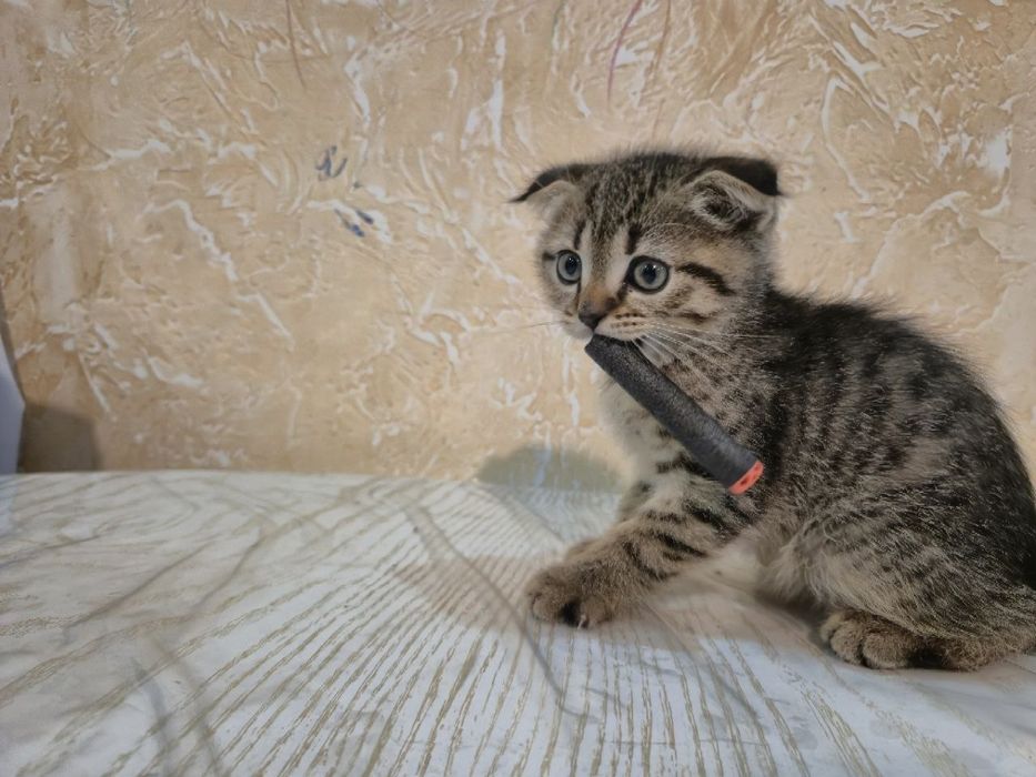 дитя скоттиш фолд