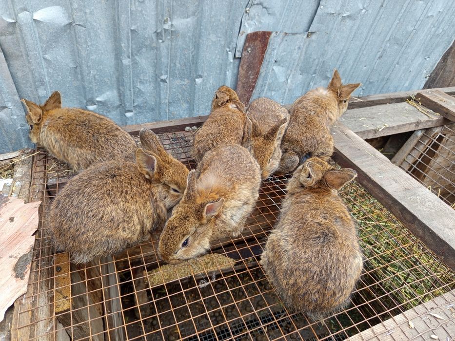 Продаётся кролики