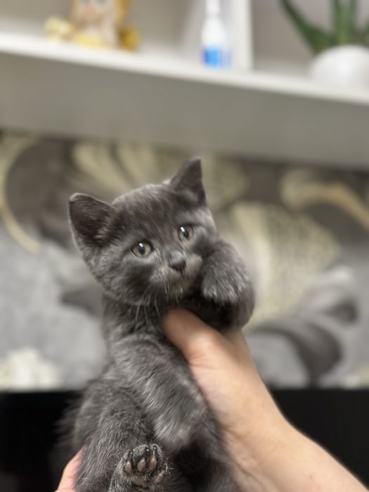 Маленький котенок