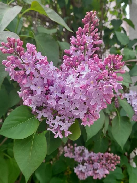 Люляк фиданки люляк