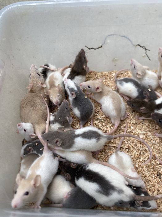 Sobolani de companie