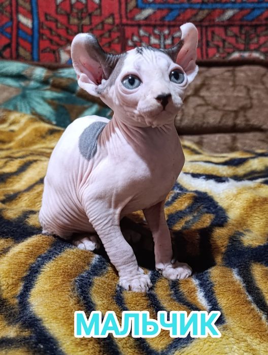 Сфинкс эльф котята