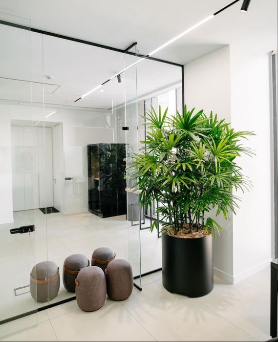 Комнатные растения