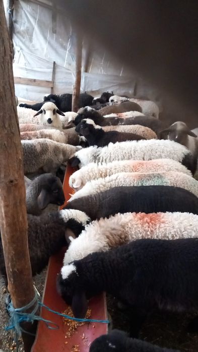 Miei de vanzare la 43 lei kg