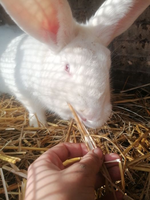 Vând sau schimb iepure uriaș german