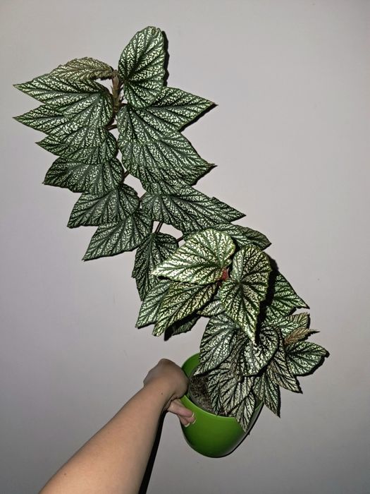 Бегония Серебристо-Крапчатая