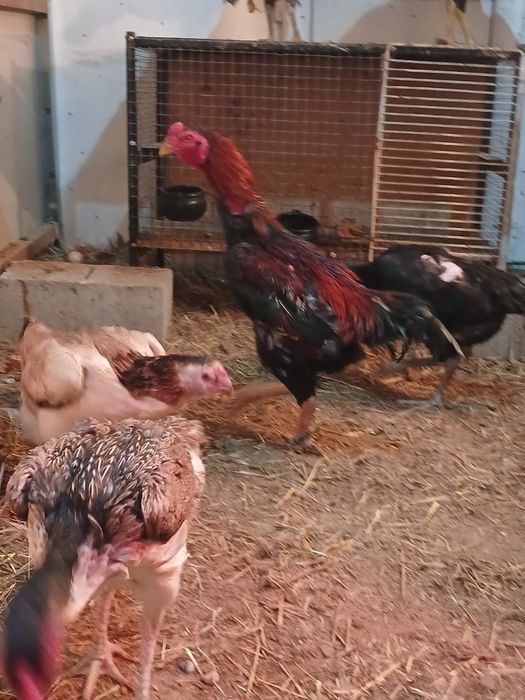 Яйцо Дакан 3000тг