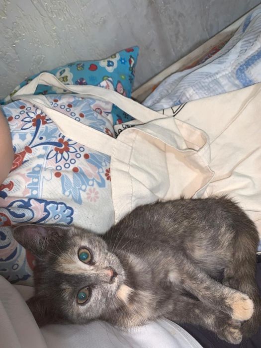 Отдам в добрые руки котеночка