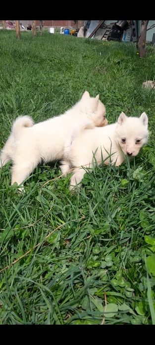 Западно сибирские щенки