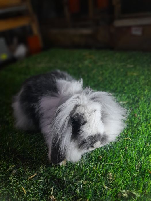 Карлик баран Шеркала аргинал эркаг