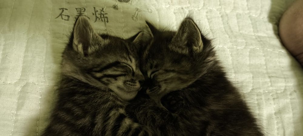 Отдаём котят в добрые руки!