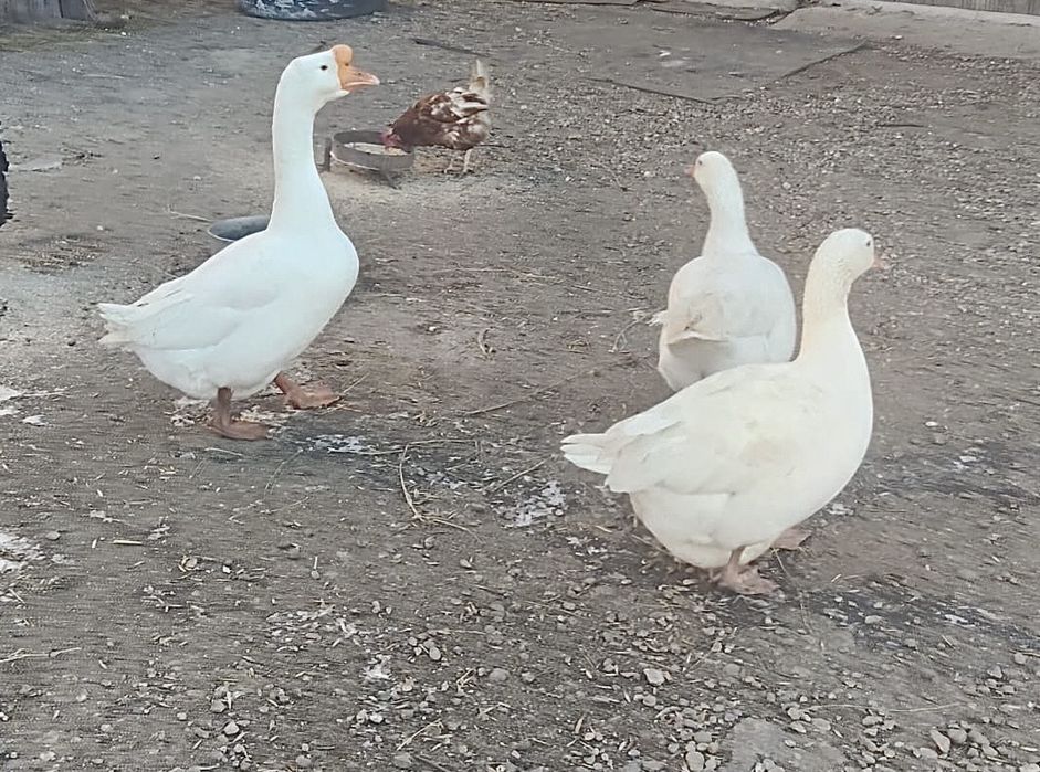 Gâște de rasa ouatoare