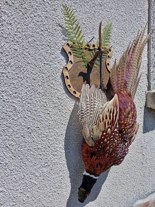 Препариран мъжки фазан