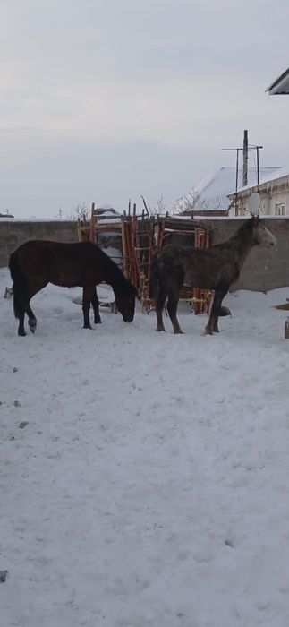 Төрт құнан, бір дөнен сатамын  Күйлері жақсы