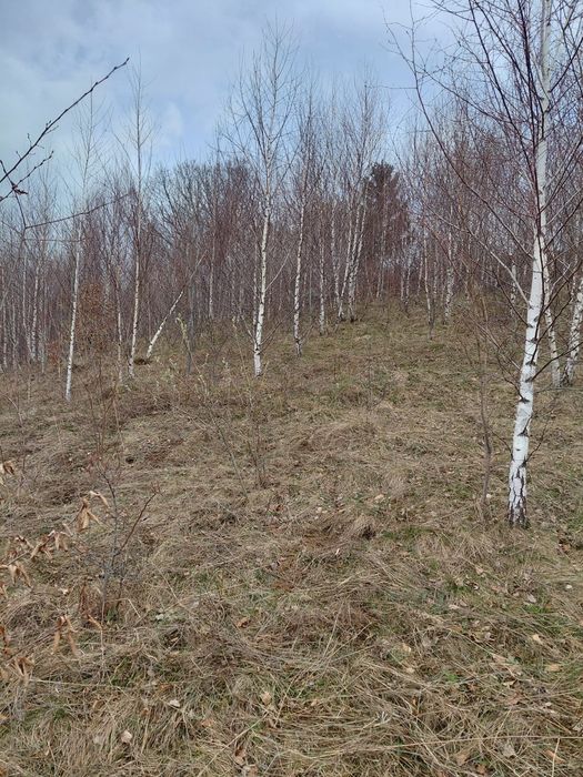 Mesteacan alb bentula multitulpinar