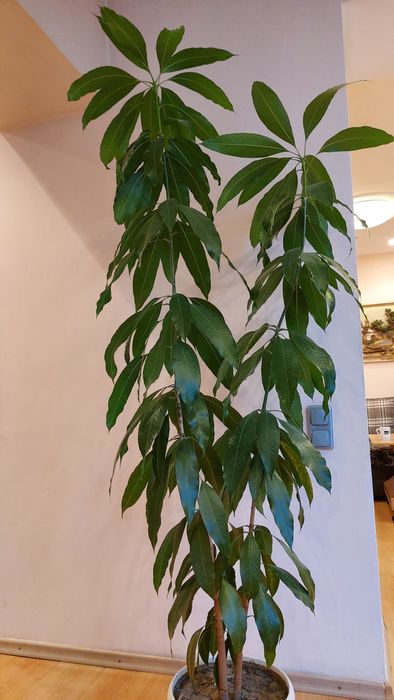 Дерево манго растение