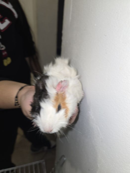 Porcusori De Guineea caută o casă nouă