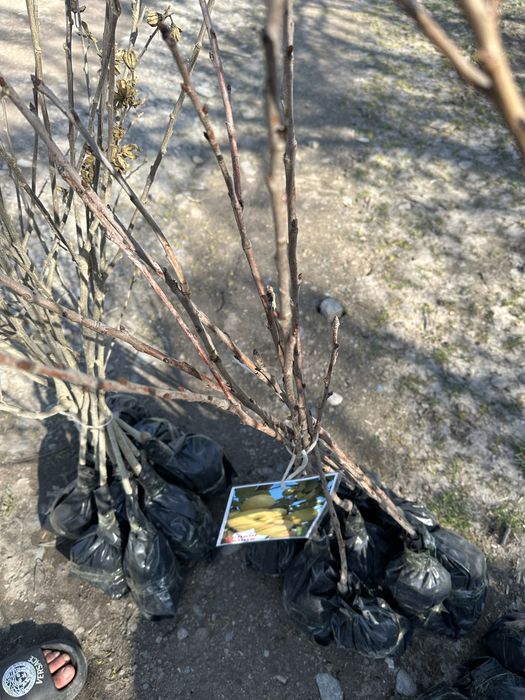 Жемыс жидек көшеттер