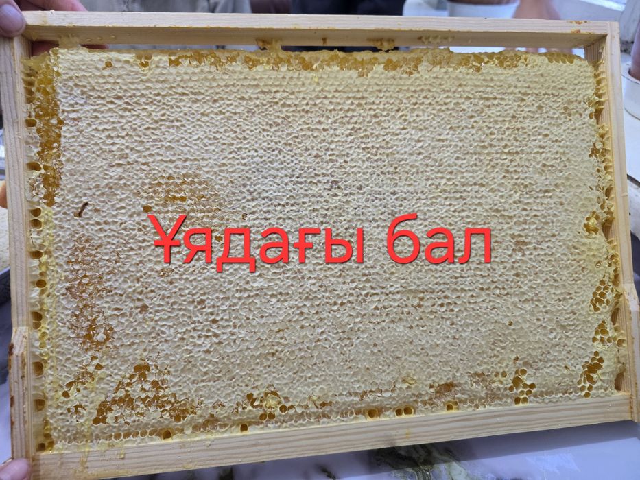 Өскемен балы мед ВКО