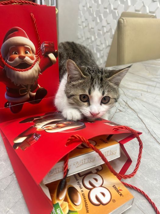 Отдаем Кота бесплатно