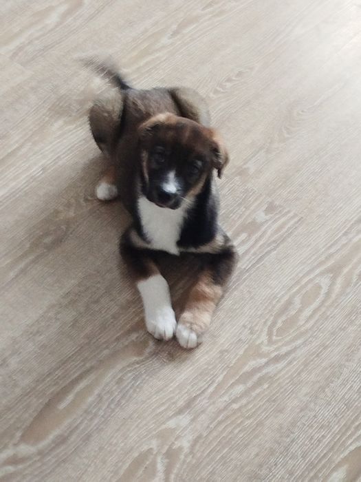 Щенок ищет добрые руки