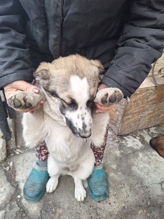 Отдам в хорошие руки