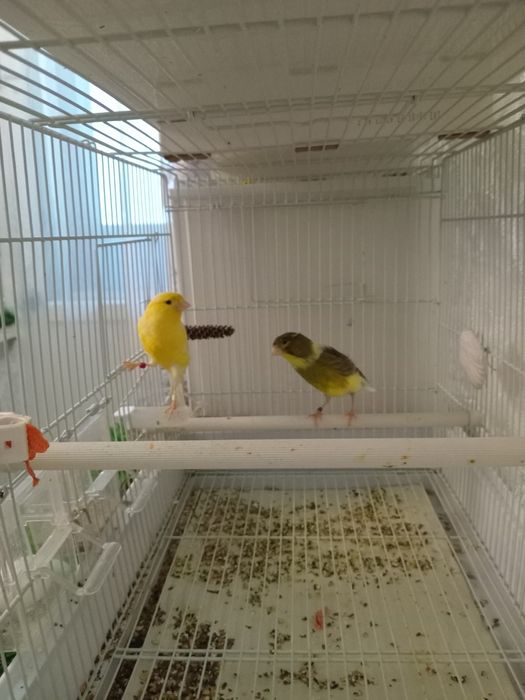 Декоративные канарейки.