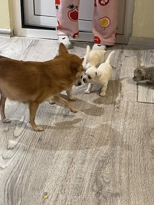 Малки  здрави бебета шпиц