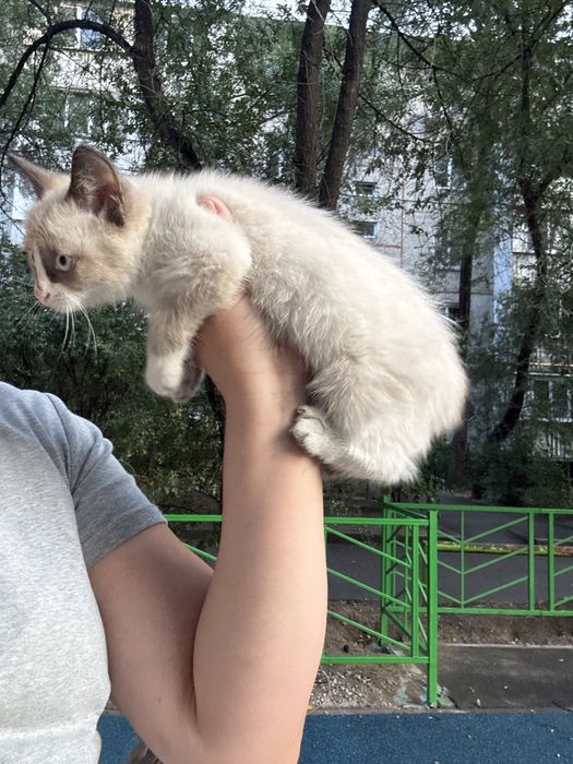 Милый котенок ищет дом