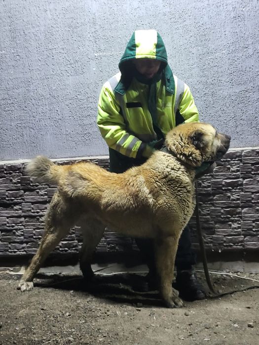 Алабай возраст 1 год