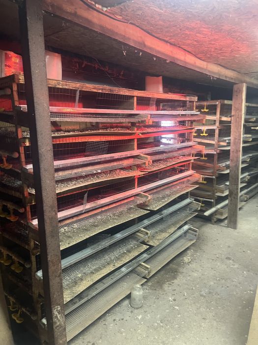 Бодене клеткалар сатылады