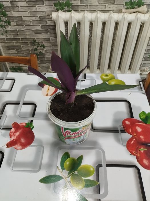 Цветок Рео Ласточкино гнездо