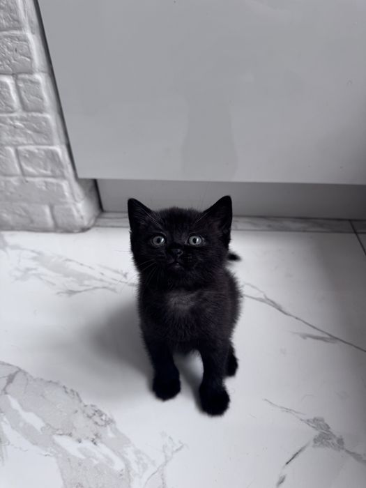 Котята скотиш страйт