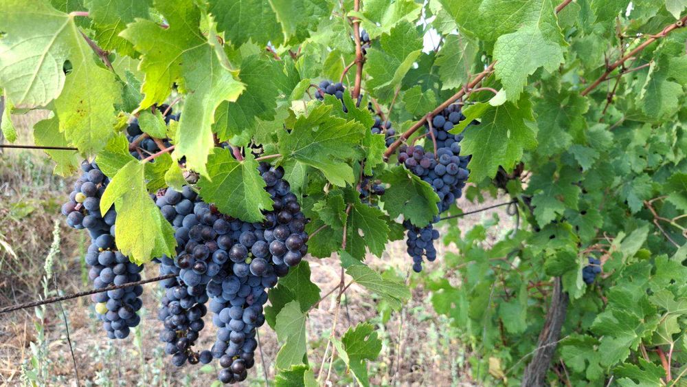 Продавам грозде сорт мерло