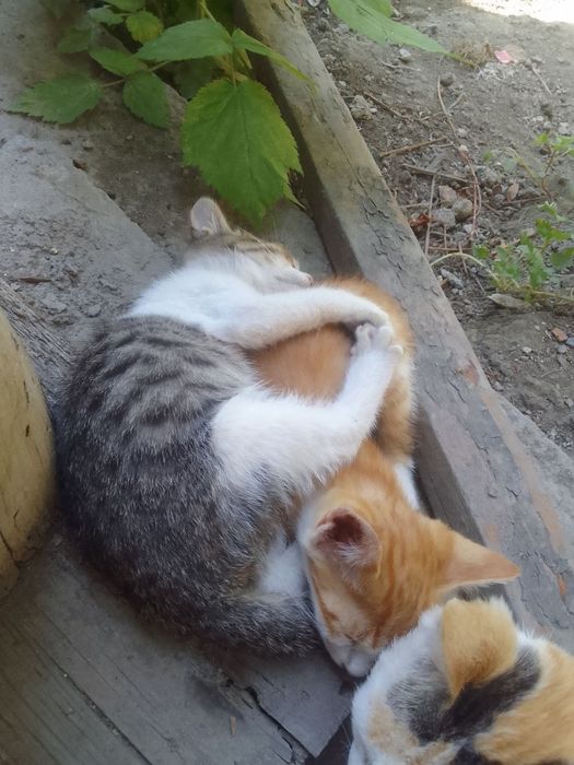 Котята 2 месяца, два мальчика и девочка в добрые руки